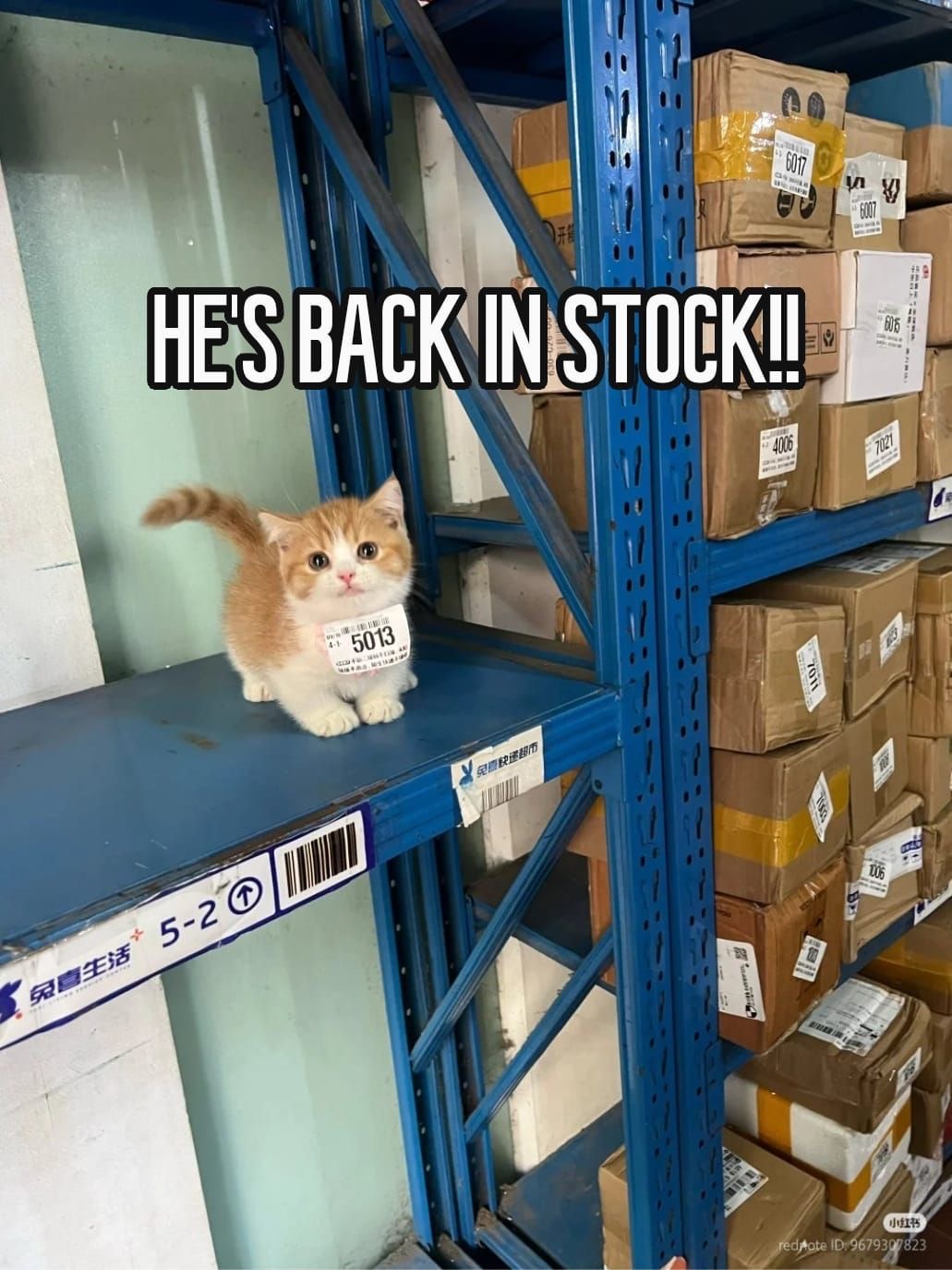 CatPosted post