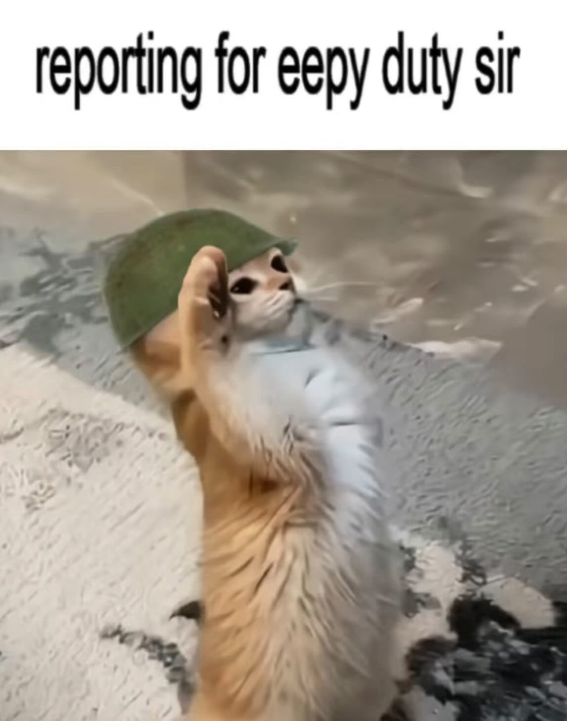 CatPosted post